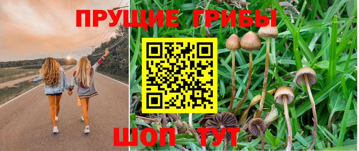Псилоцибиновые грибы Psilocybine cubensis Королёв